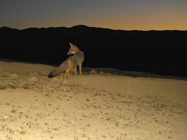 sj kit fox