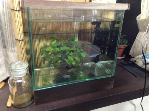 S W S Aquarium ザ日本淡水魚水槽 略して日淡水槽