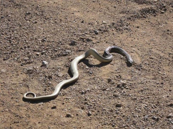 World's Deadliest Snakes (32 pics) World's Deadliest Snakes (32 pics)