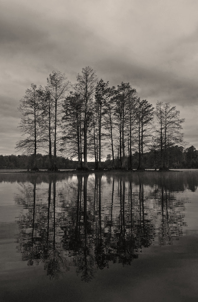 Cypress  (2)