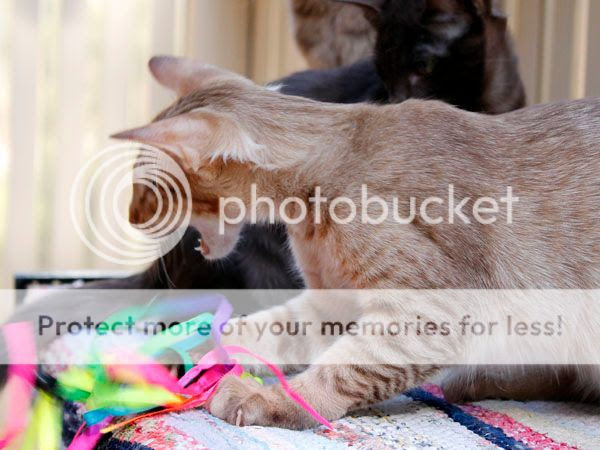  photo Danslebalcony117_zps8861043f.jpg