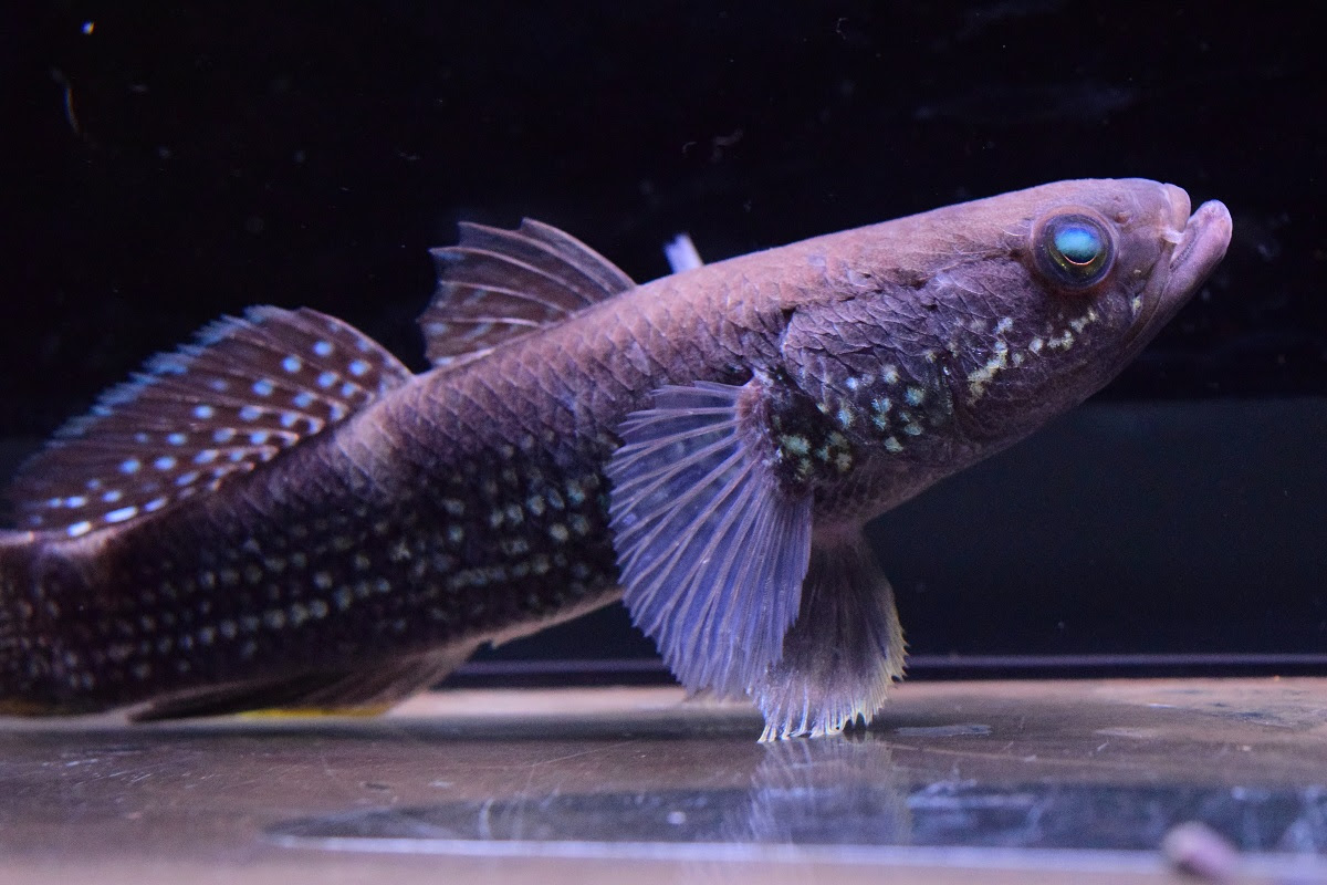 ハゼ 静岡市の熱帯魚専門店 大型魚 古代魚 珍魚 World Rivers
