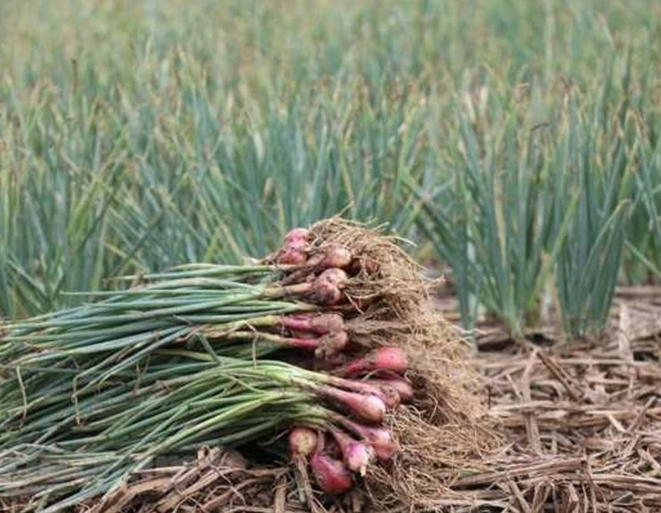 Báo giá hành tỏi Hải Dương cập nhật mới nhất hôm nay ...