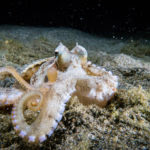 We love cephalopods, and spotted this coconut octopus on one of our night dives. Although they’re a pretty common sighting in the area, nonetheless it’s always a treat to see these clever creatures using a coconut (or other object) for shelter.