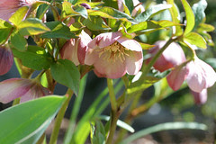 spring flowers 055