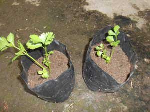 Cara Menanam Seledri dari Split Batang Anakan Daun Ijo Cara Menanam Seledri dari Split Batang Anakan Daun Ijo