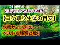 √70以上 水槽 種類 サイズ 349308-水槽 種類 サイズ