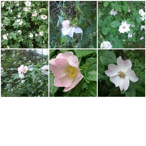 Midsummer Roses