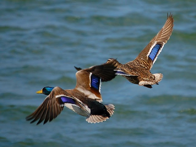 Patos Reais / Mallards