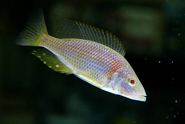 Dimidiochromis Compressiceps Albino 白金馬面 第一水族的二三事 痞客邦