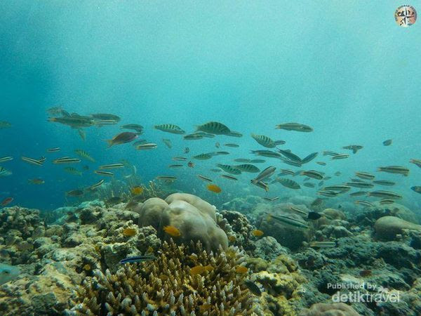 Bali Punya Taman Bawah Laut yang Super Cantik 2 Bali Punya Taman Bawah Laut yang Super Cantik 2