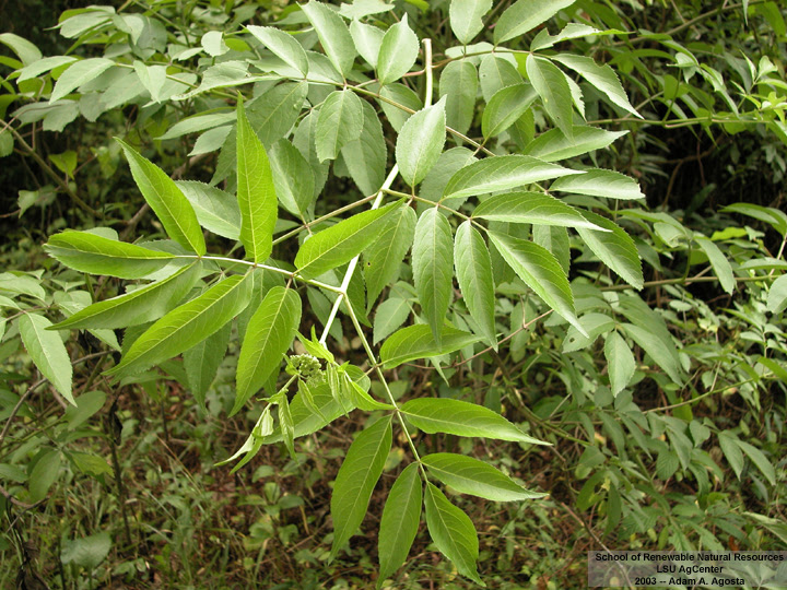 Louisiana Plant Id Sambucus Canadensis Elderberry