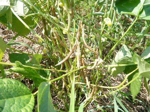 アズキ 小豆 の栽培 週末ファーマーによる自然農の野菜栽培
