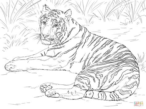 siberian tiger laying  coloring page  printable