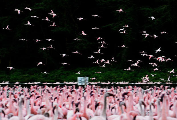 Centenas de flamingos-pequenos (Phoeniconaias minor) podem ser vistos na região de Naivasha, no Quênia, nesta quinta-feira (3).  (Foto: Carl de Souza/AFP)