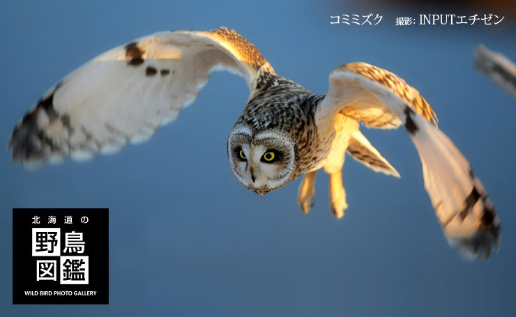 北海道の野鳥図鑑  風景写真館