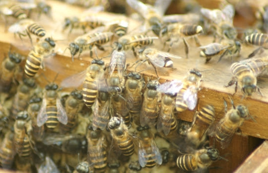 Bees-at-Gombizau