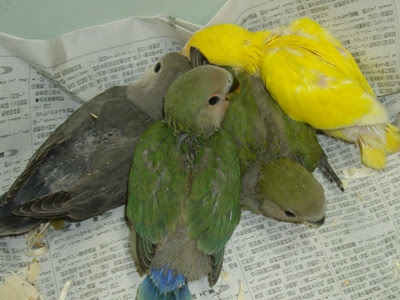 浅田鳥獣貿易株式会社