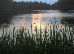 Grasses and Pond by randubnick
