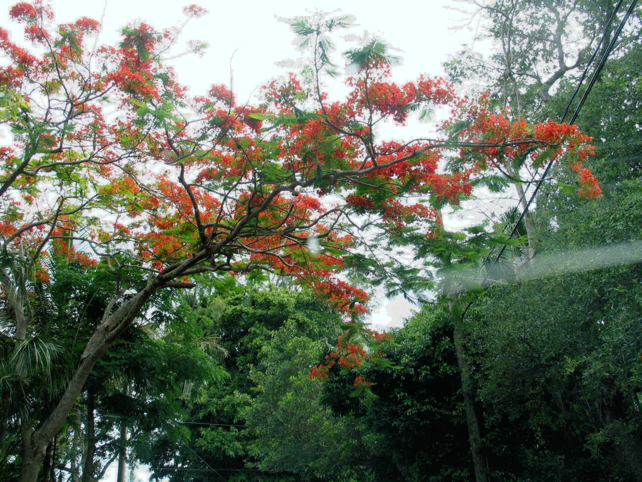 Red blooms everywhere