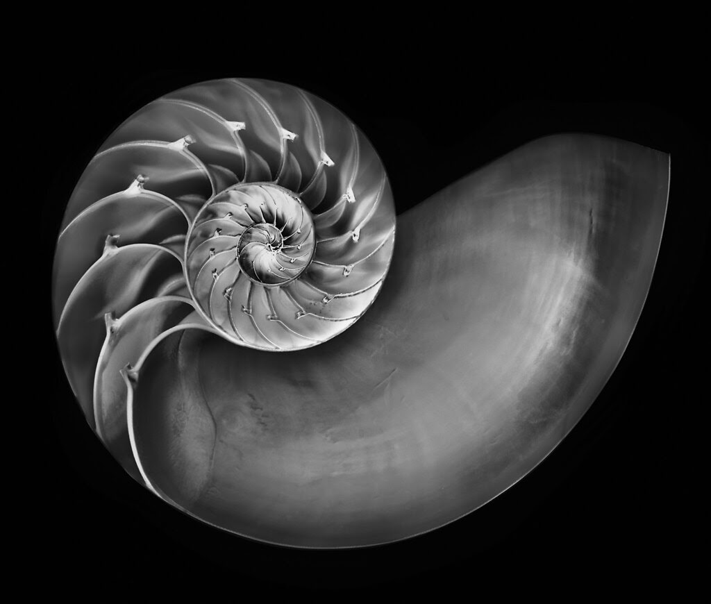 Black and White Shell Wallpaper