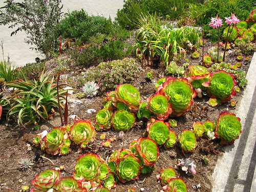 Moraga Steps landscaping