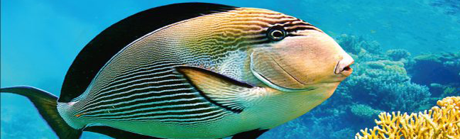 Dive Uncharted Sites Around The Turks Caicos Islands