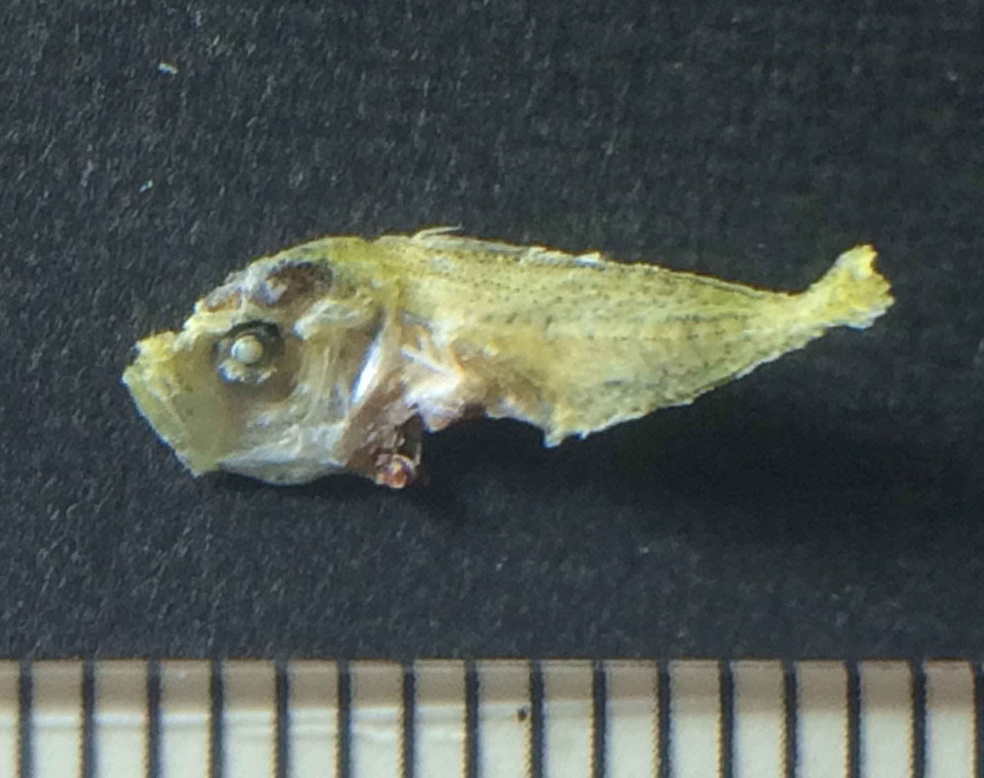 魚類 スズキ目 スズキ亜目 アジ科 アジのなかま チリモン図鑑 写真を撮って チリモンをチェックして図鑑に登録しよう