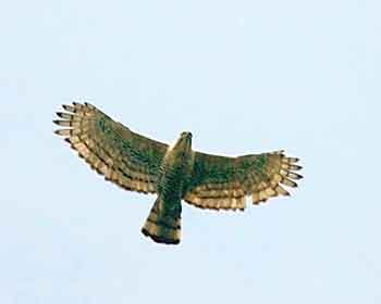 Burung Garuda Lambang Negara Indonesia