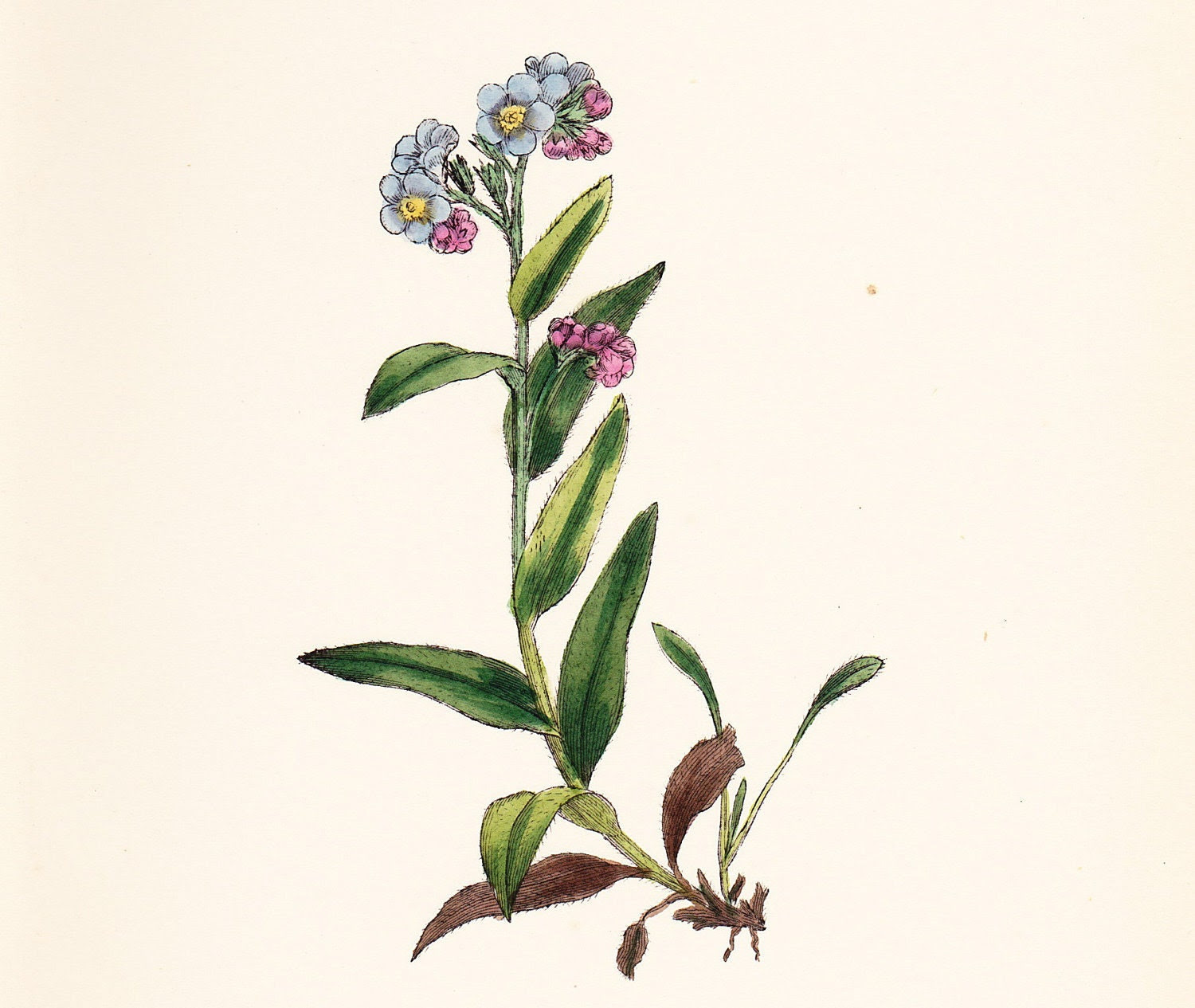 Original Antique Print Alpine Forget-me-not (Myosotis alpestris) dated 1880 - slinkymalinkicat