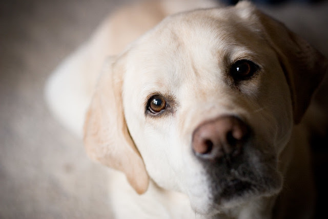 Bailey Blonde Labrador Retriever