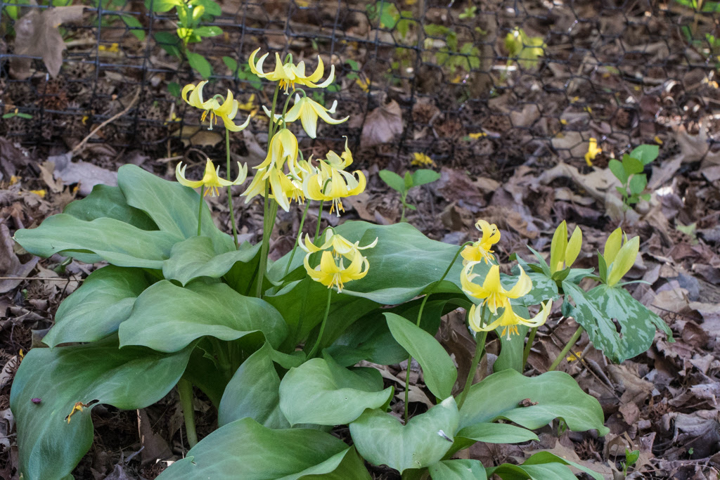 ErythroniumPagodajpg 1024683    