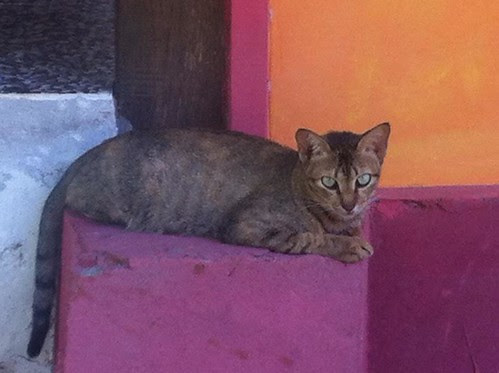 An Indonesian cat by Anna Amnell