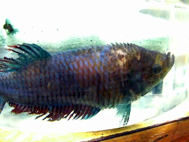 雑記 鴨 あらたな松かさ病 泣 稚アベニー 孵化16日目