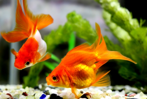 スジエビの混泳飼育について 金魚やドジョウは混泳できる 熱帯魚 淡水魚 海水魚の図鑑