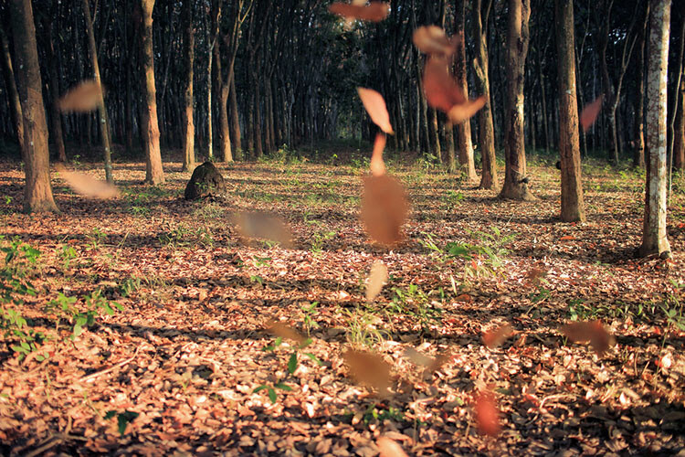 Motion fall photography05