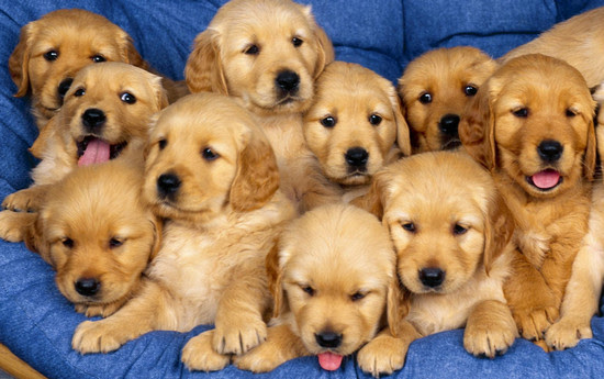 Dressage De Chiens Pour Les Comportements Souhaites Aventure Litteraire