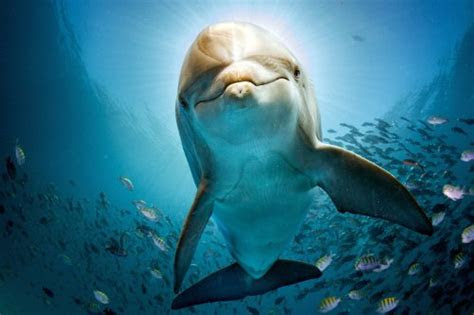 The heart of the ocean is the name of a fictional blue diamond featured prominently in the 1997 film titanic. Wale - Bilder, Merkmale und Lebensweise der grÃ¶Ãten Tiere