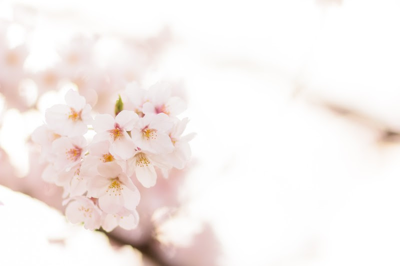 桜と桃と梅の花の蕾と幹の違いや簡単な見分け方 開花時期と花言葉 金魚のおもちゃ箱