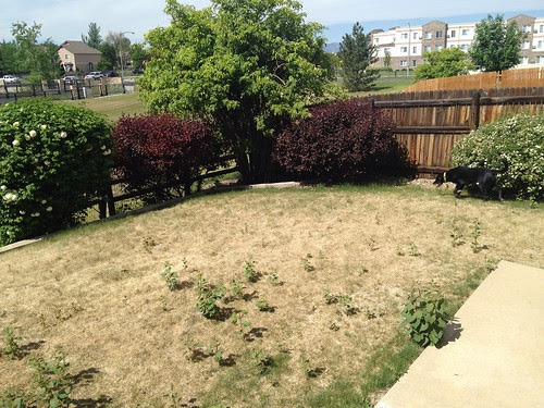 yard before.