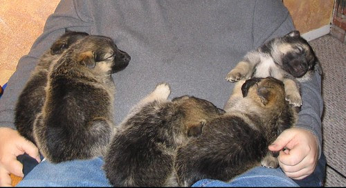 puppy. wolf. wolf dog. wolf hybrid