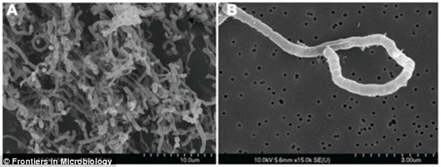 Biological scientists have discovered a bacterium, known as Halanaerobium hydrogeninformans (pictured) that produces hydrogen under high saline and alkaline conditions. These conditions, in theory, could be replicated in industrial settings to produce the biohydrogen fuel on an large scale