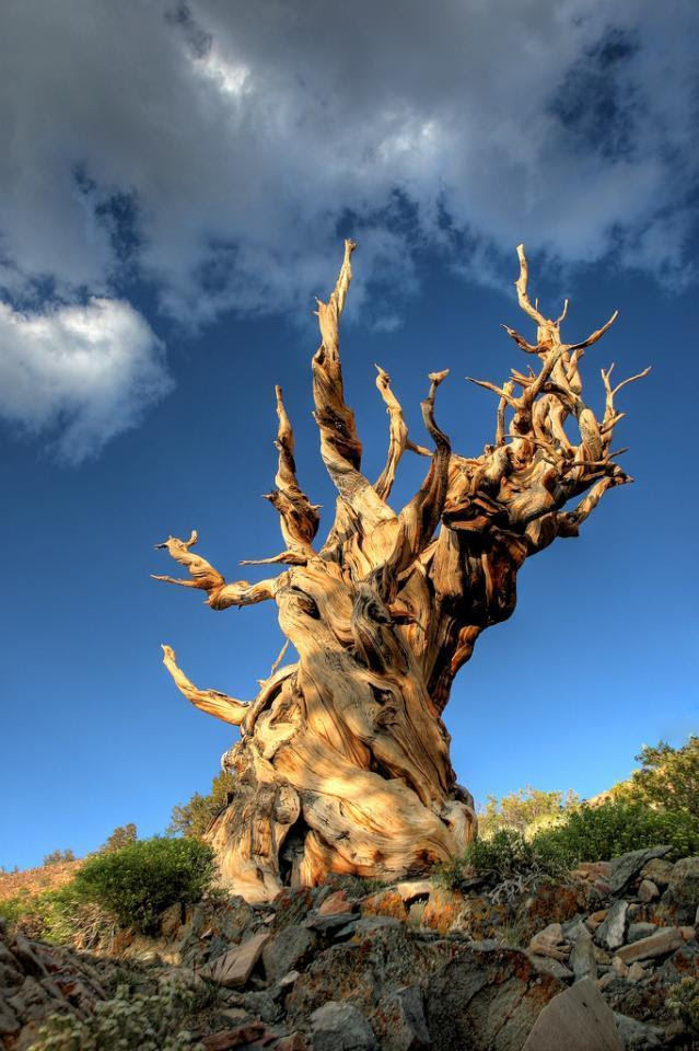 trees10 Самые странные деревья в мире