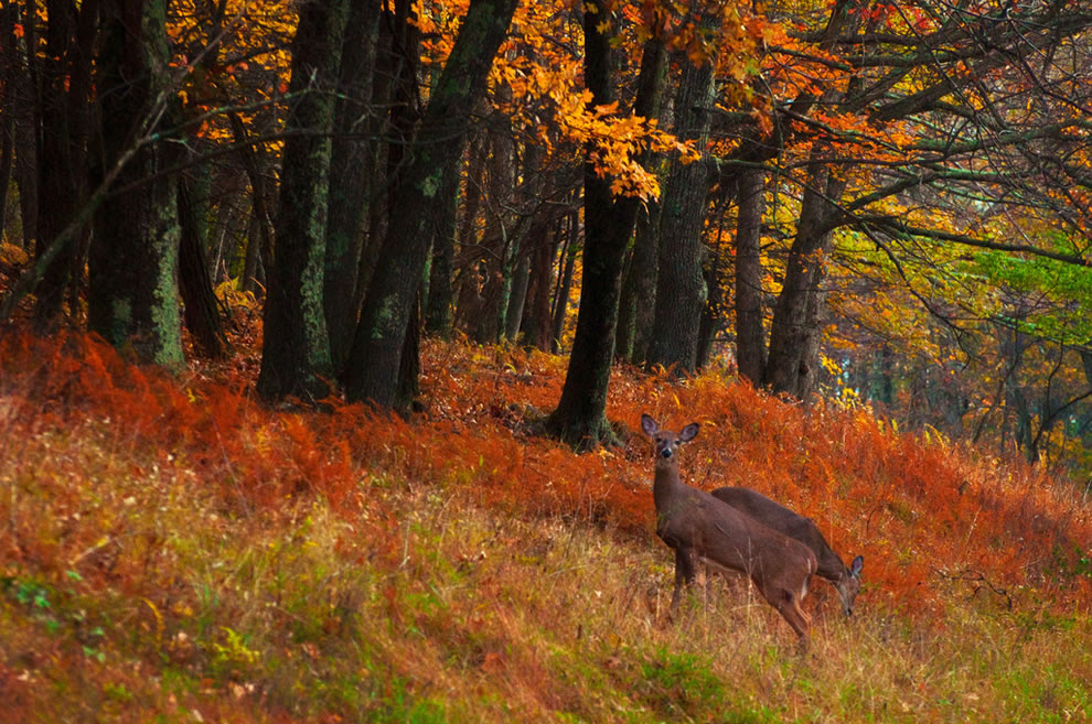Autumn in Virginia, Two whitetail does grazing in a colorful autumn scene along Skyline Drive, Virginia