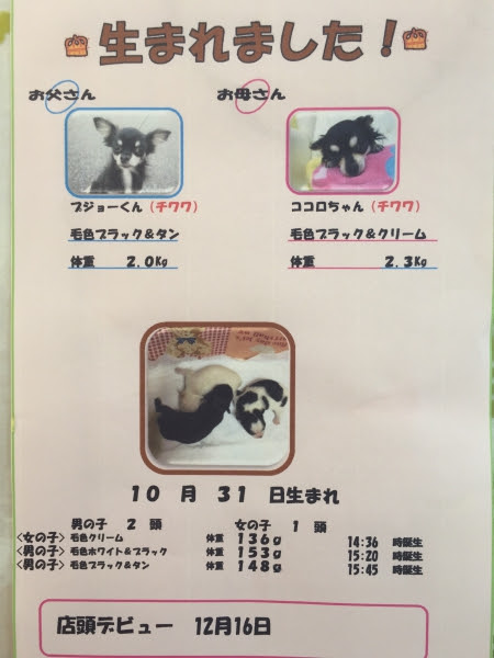 仔犬の生まれた時の体重 お伝えします 子犬販売ポッケ 名古屋 しつけ教室 販売 子犬を迎える日のために