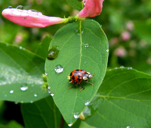 Garden After The Rain - Ladybug III