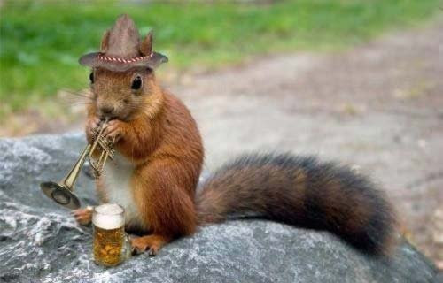 funny squirrels. Funny Squirrels Scraps for
