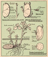 pomme de terre 1