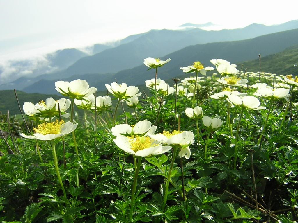 白い花の無料写真 オーフリー写真素材