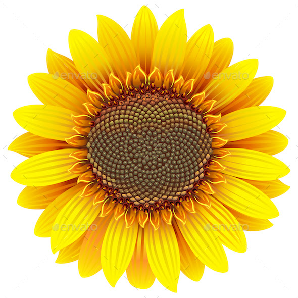 Download Sunflower Vector at GetDrawings | Free download